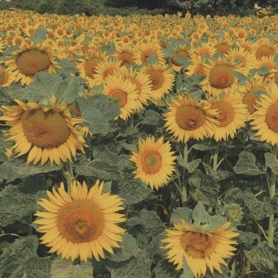 江南体育网页版